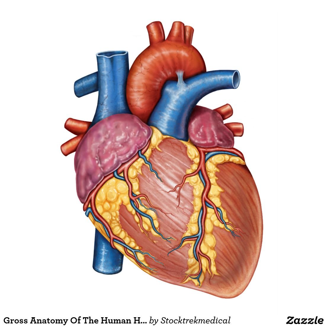 Capítulo 9. Músculo cardiaco: el corazón como bomba y la función de las válvulas cardiacas