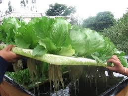 DESARROLLO HISTÓRICO DE LA NUTRICIÓN VEGETAL