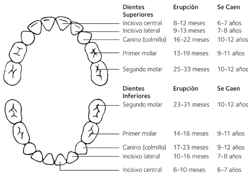 Dentición, Edad Osea y Desarrollo del Niño sano
