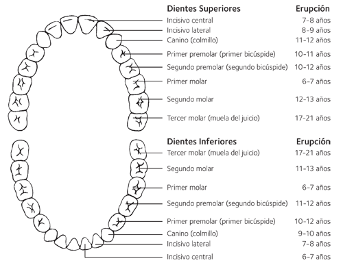 Dentición, Edad Osea y Desarrollo del Niño sano