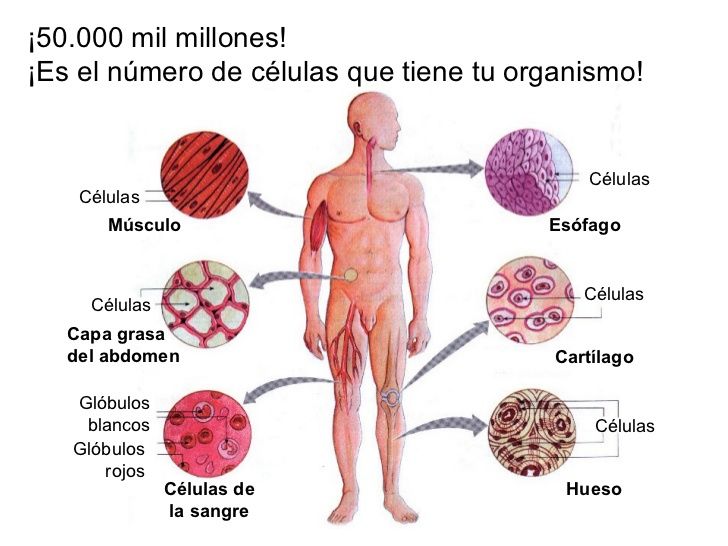 Niveles de organización de la materia.