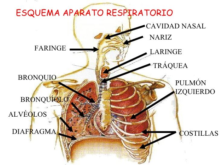 Niveles de organización de la materia.