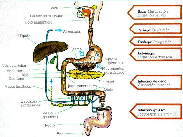 Niveles de organización de la materia.