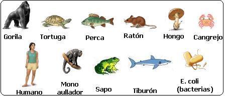Niveles de organización de la materia.