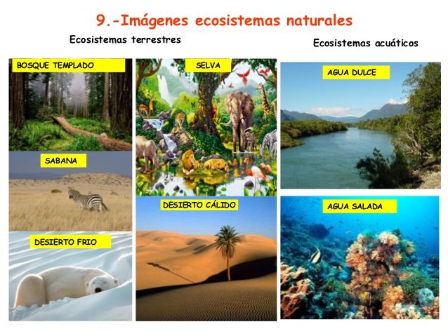 Niveles de organización de la materia.