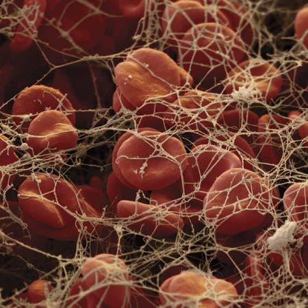Functions of Blood | Mapa Mental