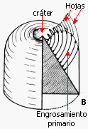 Crecimiento secundario (angioespermas)