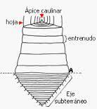 Crecimiento secundario (angioespermas)