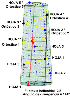 Crecimiento secundario (angioespermas)