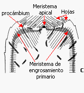 Crecimiento secundario (angioespermas)