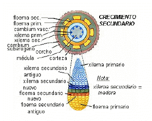 Crecimiento secundario (angioespermas)
