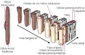 Crecimiento secundario (angioespermas)