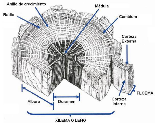 Crecimiento secundario (angioespermas)