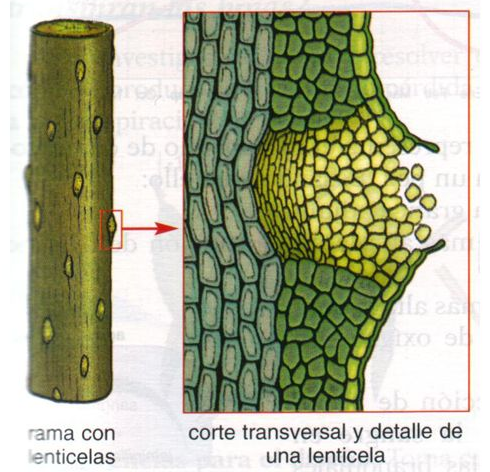 Crecimiento secundario (angioespermas)