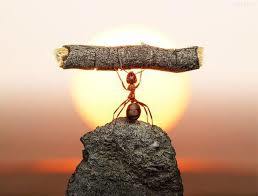 SOMOS OPTIMISTAS POR NATURALEZA