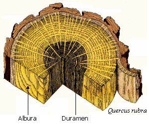 Crecimiento secundario (angioespermas)