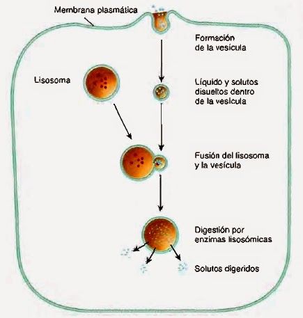 ¿Cómo el organismo trata un fármaco?