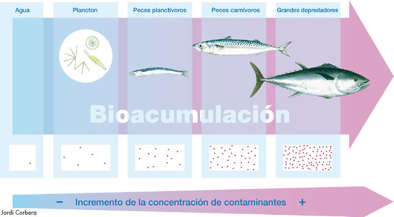 ¿Cómo el organismo trata un fármaco?