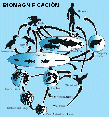 ¿Cómo el organismo trata un fármaco?