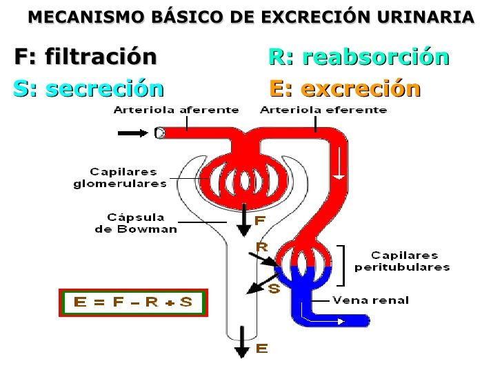 ¿Cómo el organismo trata un fármaco?