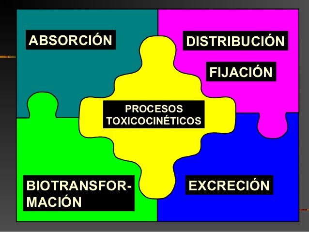 ¿Cómo el organismo trata un fármaco?