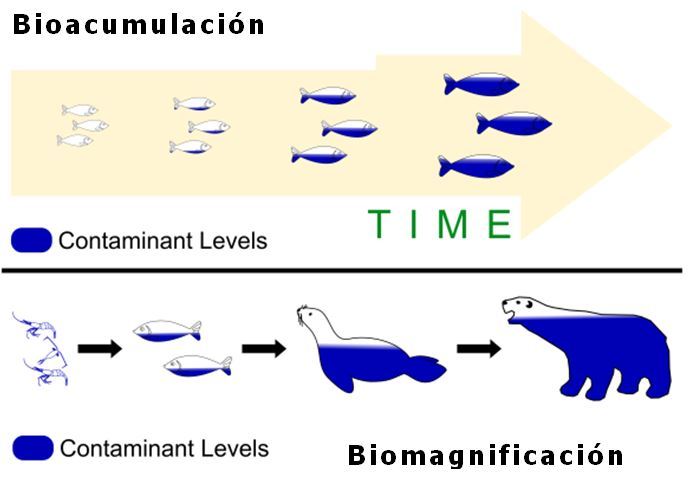 ¿Cómo el organismo trata un fármaco?