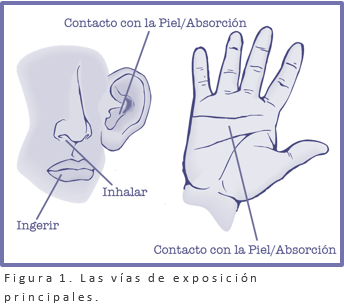 ¿Cómo el organismo trata un fármaco?