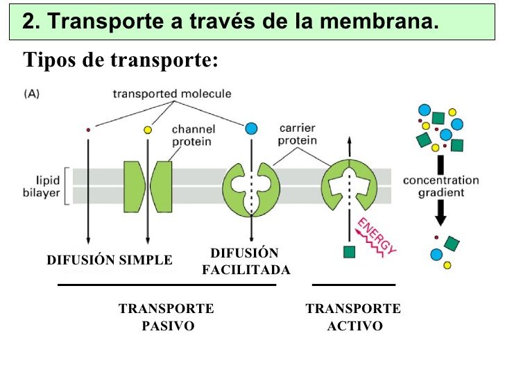 ¿Cómo el organismo trata un fármaco?