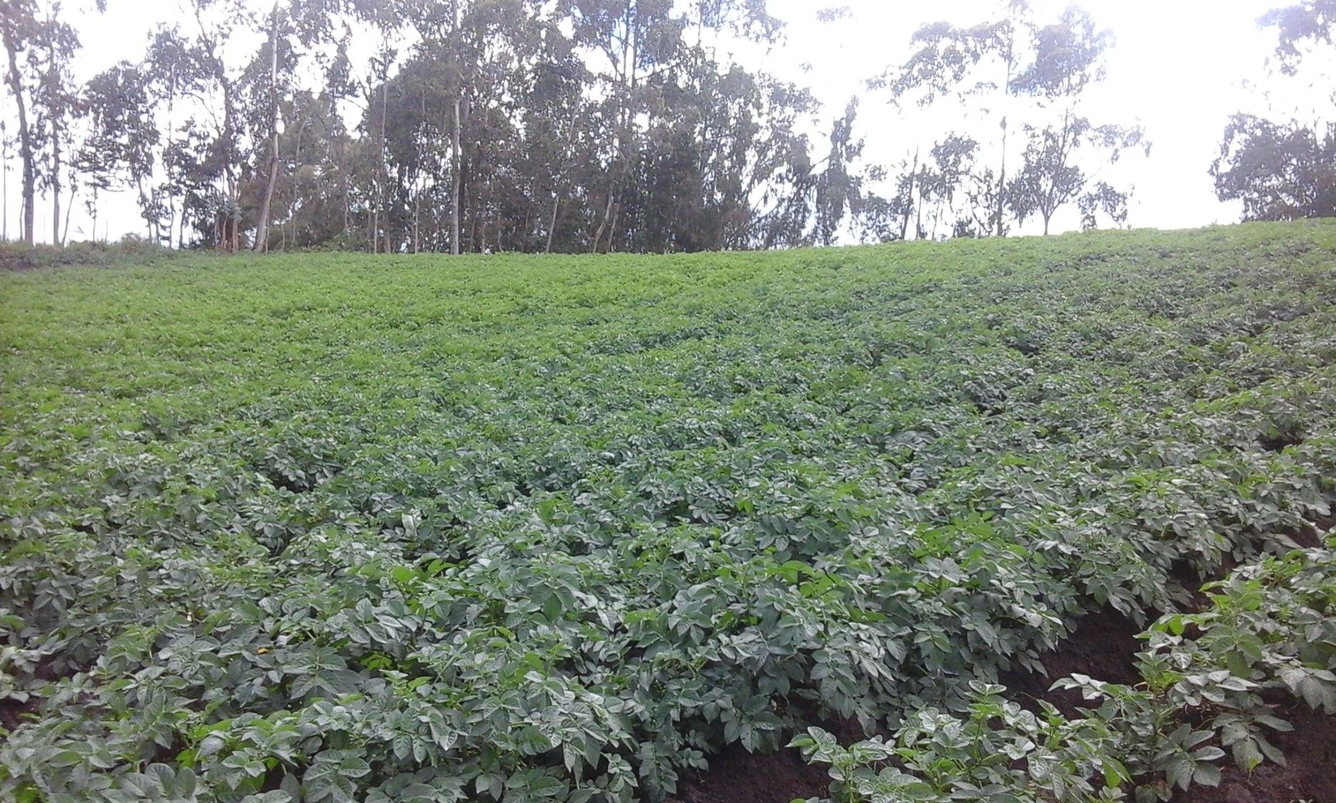 CULTIVOS PRINCIPALES CONMECANIZACIÓN AGRÍCOLA EN CUMBAL- NARIÑO