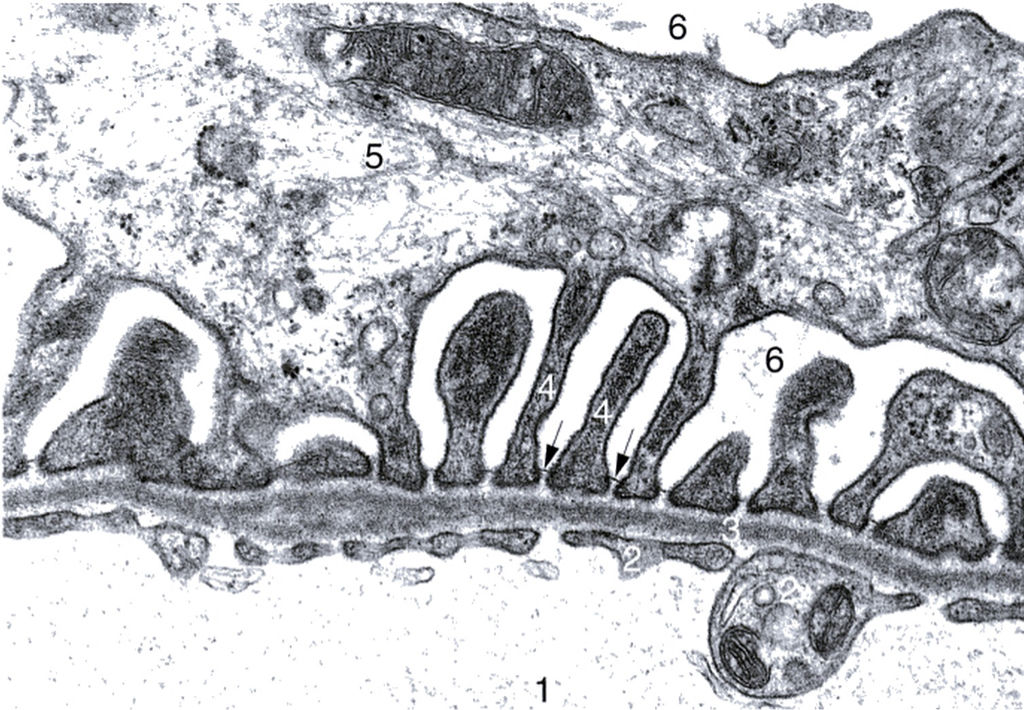 BASES HISTOLÓGICAS DE LA BARRERA DE FILTRACIÓN RENAL