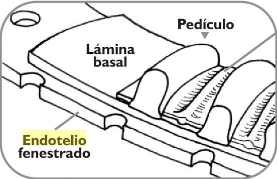 BASES HISTOLÓGICAS DE LA BARRERA DE FILTRACIÓN RENAL