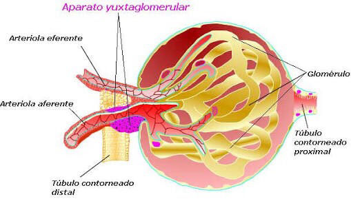 BASES HISTOLÓGICAS DE LA BARRERA DE FILTRACIÓN RENAL