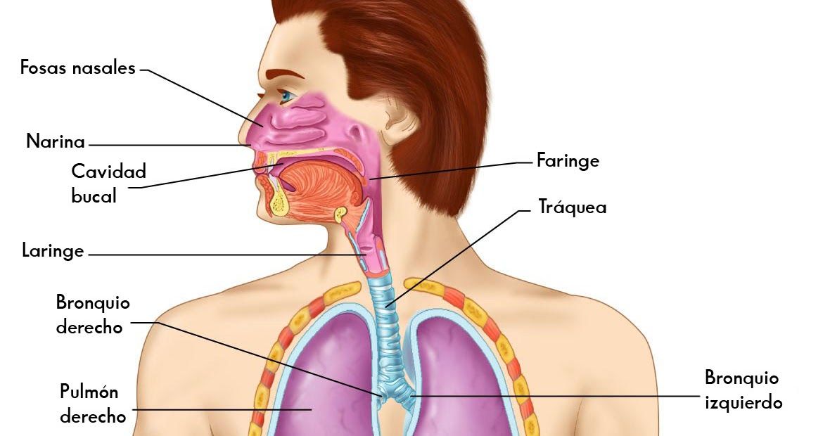 Sistemas del cuerpo humano (son conjuntos de órganos que realizan diversas funciones vitales