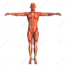 Sistemas del cuerpo humano (son conjuntos de órganos que realizan diversas funciones vitales