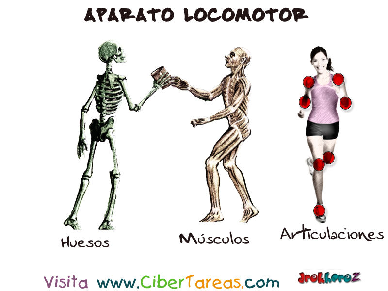 Sistemas del cuerpo humano (son conjuntos de órganos que realizan diversas funciones vitales