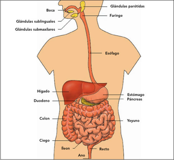 Sistemas del cuerpo humano (son conjuntos de órganos que realizan diversas funciones vitales