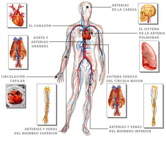 Sistemas del cuerpo humano (son conjuntos de órganos que realizan diversas funciones vitales