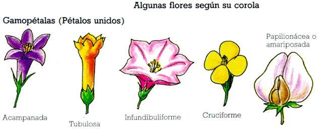 FLORES Y FRUTOS