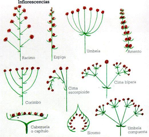 FLORES Y FRUTOS