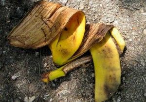 residuos / desechos de plátanos y plataneras