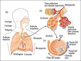 RESPIRACIÓN