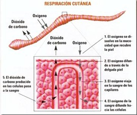 RESPIRACIÓN
