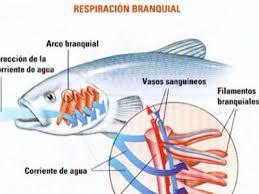 RESPIRACIÓN