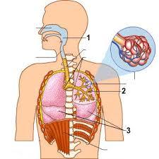 RESPIRACIÓN