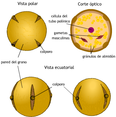 FLORES Y FRUTOS