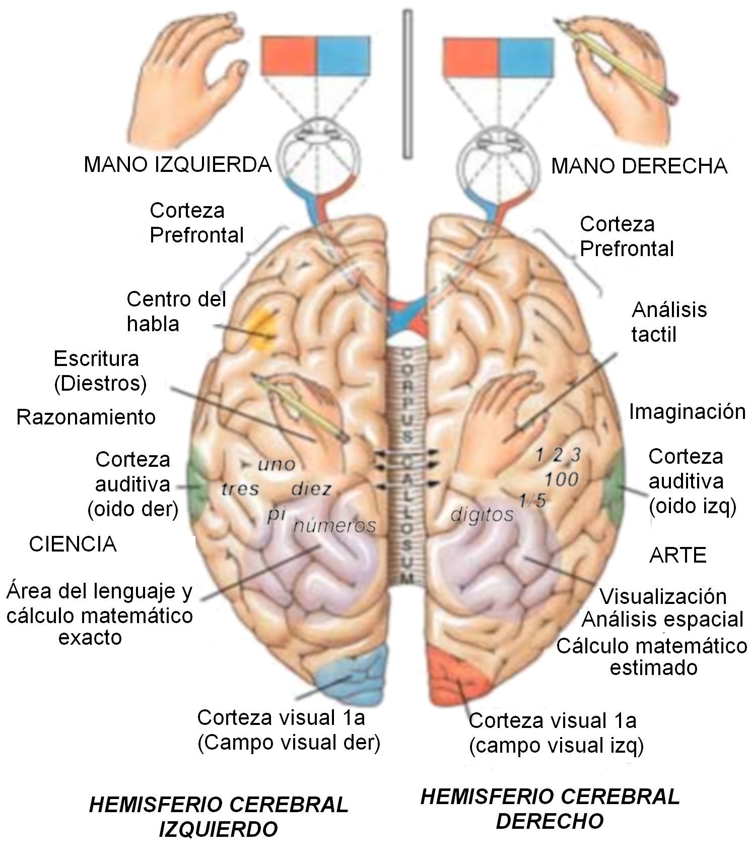 Orintacion por Laura Romero y Mariheliz Rojas