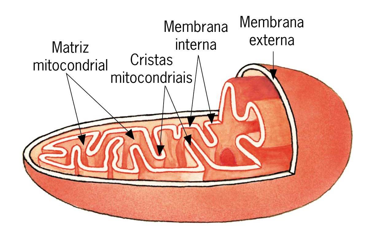 Ciclo de Kreps Sucede en la matriz de la mitocondria a partir de un piruvato descarboxilado