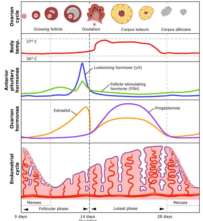 32. Biología molecular y genetica. Fisiología reproductiva