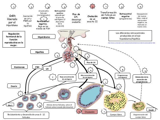 32. Biología molecular y genetica. Fisiología reproductiva