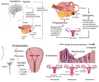 32. Biología molecular y genetica. Fisiología reproductiva